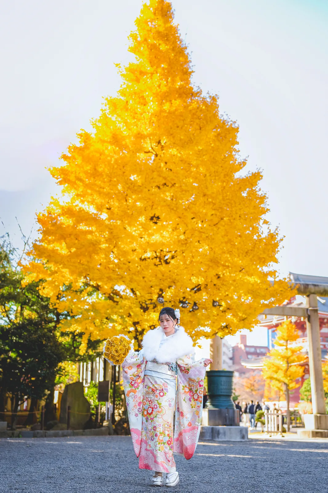 Woman in furisode walking in front of a giant golden ginkgo tree at Sensoji Temple, Asakusa