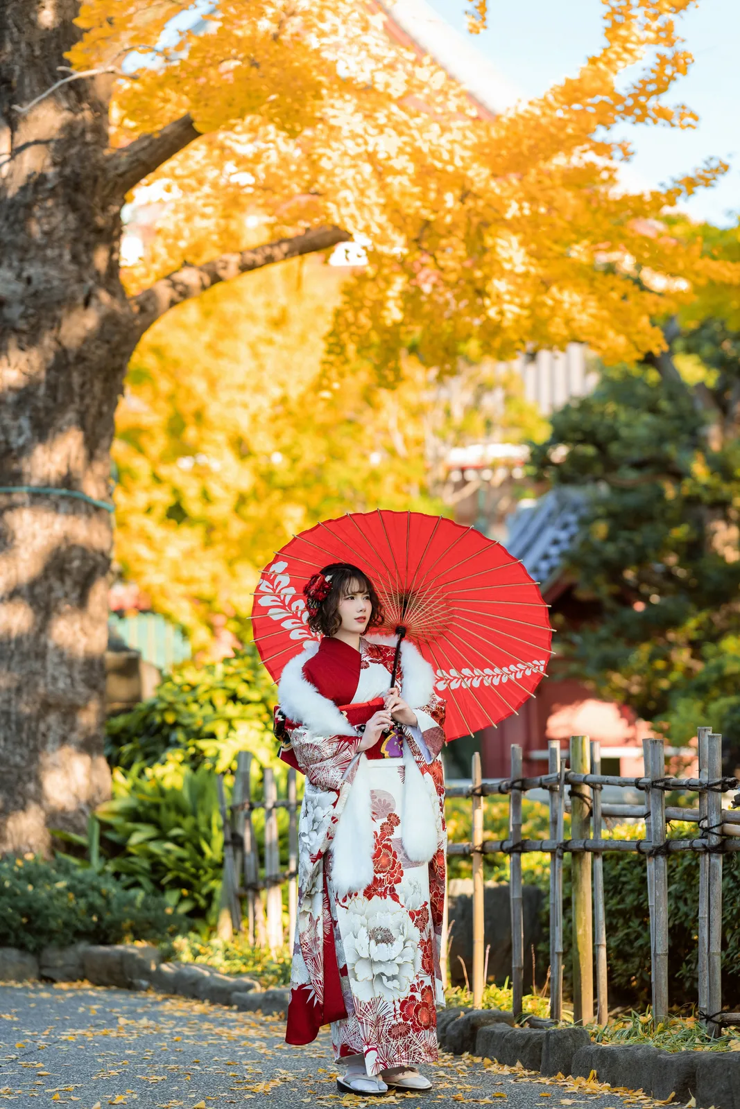 Woman in red and white furisode with a red paper umbrella under golden ginkgo at Sensoji, Asakusa